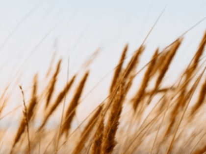 Российские аграрии собрали 78 миллионов тонн зерна