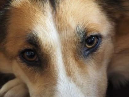 В Госдуме зарегистрировали законопроект алтайских депутатов об умершвлении безнадзорных животных