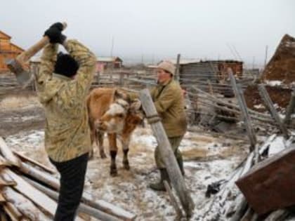 В Алтайском крае сформировали интерактивную карту предприятий, оказывающих услуги по забою скота