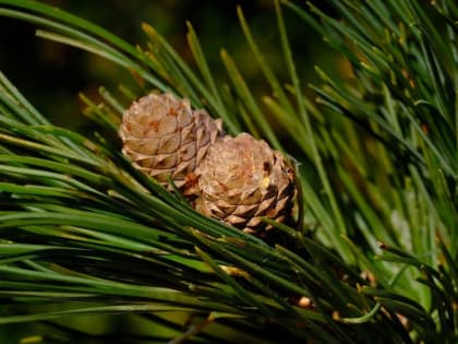 Барнаульцы расхватали все саженцы кедра в первый день раздачи