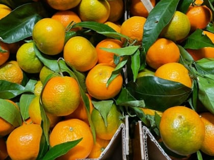 Как выбрать вкусные мандарины: советы нутрициолога
