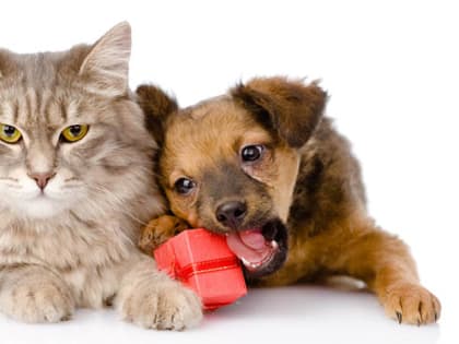 Госдума приняла закон о запрете самовыгула домашних питомцев