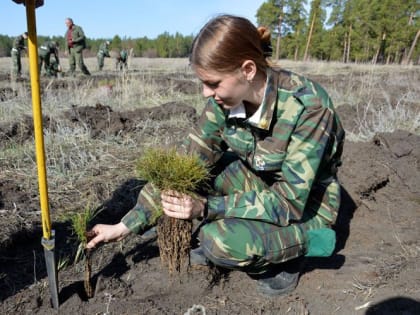 Еще одно лесничество Алтайского края присоединилось к Международной патриотической акции «Сад памяти