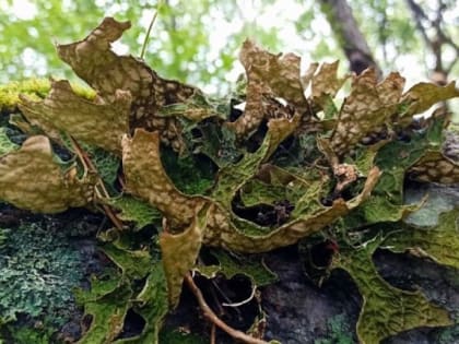 В Алтайском заповеднике обнаружили два новых вида лишайников