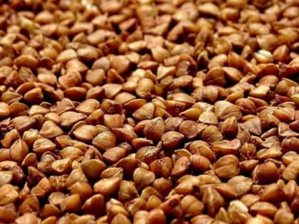 Москвичи скоро запустят в Барнауле гречневый завод