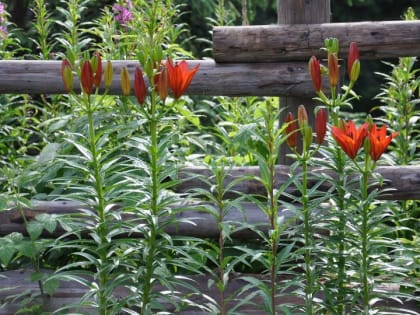 Юрист рассказала, какие растения нельзя выращивать на даче