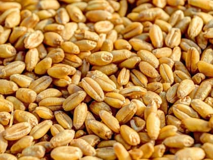 В Алтайском крае увеличились объемы железнодорожных поставок зерна