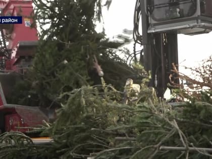 Барнаульские экологи-активисты и сотрудники холдинга «Алтайлес» впервые попробовали новый способ утилизации ёлок