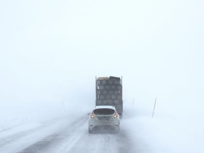 Такой день. Расстрел лошадей в Алтайском крае и аварии на дорогах