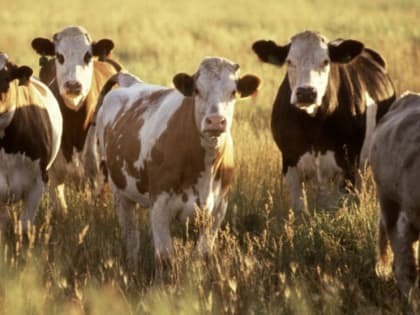 Бруцеллёз животных опасен для человека!