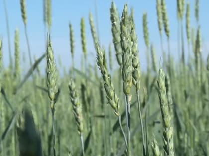 Ректор АГАУ Николай Колпаков: «Абитуриенты выбирают землеустройство, ветеринарию, агрономию»