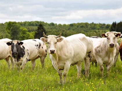 В Алтайском крае назвали хозяйства с максимальной молочной продуктивностью