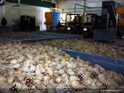 121 тонну сосновых шишек заготовили в Алтайском крае в рамках национального проекта «Экология»