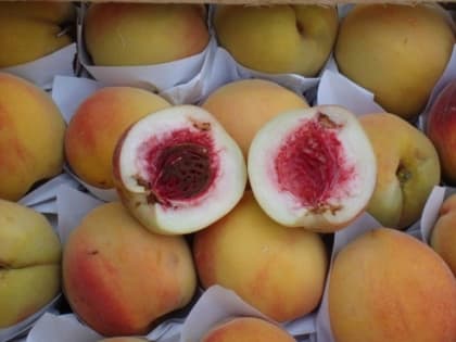 16 тонн персиков оказались с гнильцой