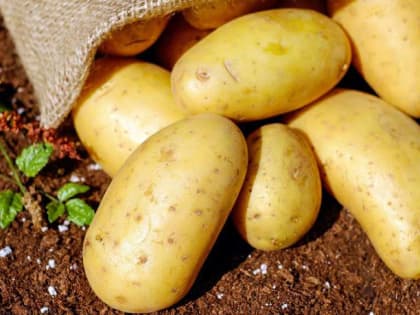 В Алтайском крае началась посевная кампания