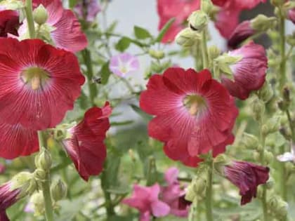 До +30: о погоде в Алтайском крае 7 августа