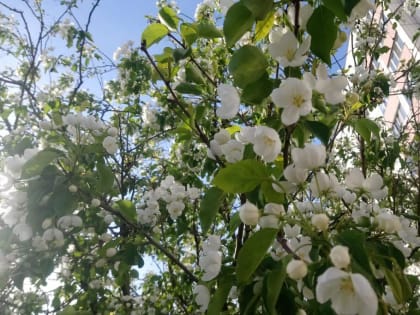 Виктор Томенко и Александр Романенко поздравили жителей края с Праздником Весны иТруда