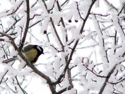 О погоде в Алтайском крае на 16 января