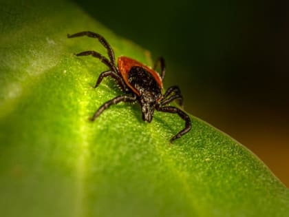 В Алтайском крае от клещей пострадали почти 800 человек с начала сезона