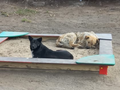 Работа по выявлению безнадзорных животных в Рубцовске продолжается