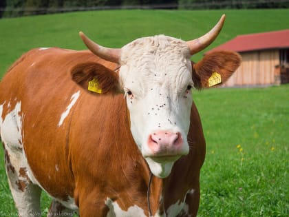 В Алтайском крае снизилось поголовье сельскохозяйственных животных