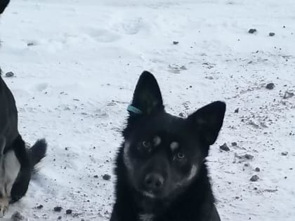 В продолжение темы о безнадзорных животных