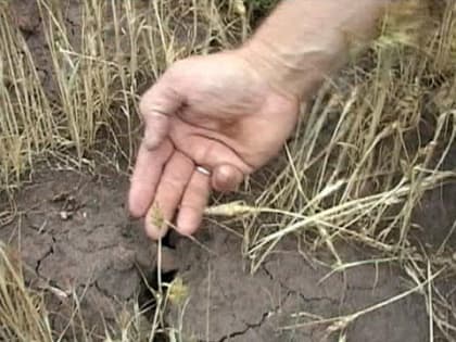 Более 60 муниципалитетов Алтайского края попали под режим ЧС из-за засухи