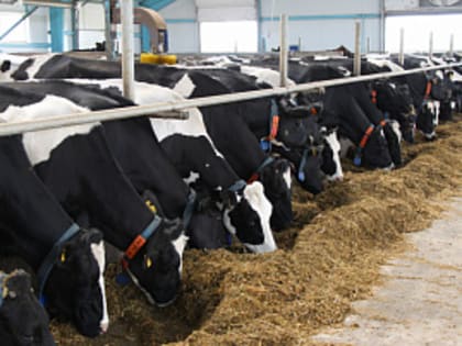 Алтайский край вошел в число регионов России с максимальным суточным объемом реализации молока