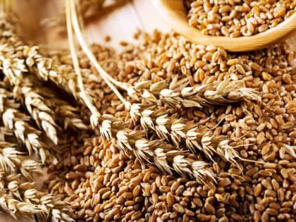 Сбор зерна в Алтайском крае превысил 3,6 миллиона тонн