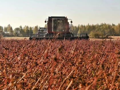 Средняя урожайность по району – 17,4 центнера с гектара