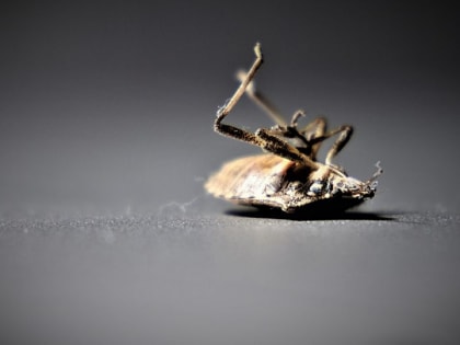 Жители барнаульских многоэтажек жалуются на нашествие клопов