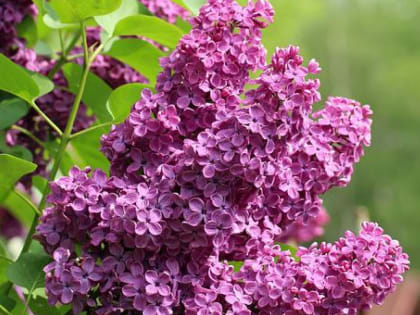 Рассказываем, когда отдыхают жители Алтайского края в мае 2022 года