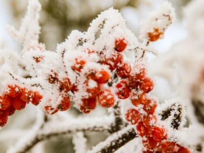 В Алтайском крае 10 марта ожидается до -11 градусов и холодный ветер