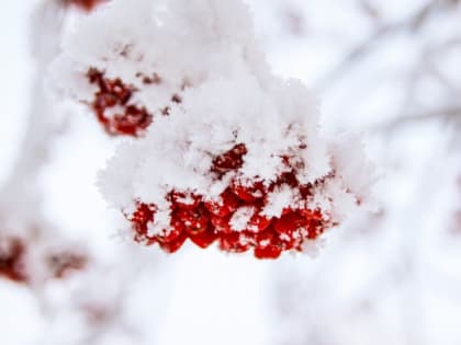Снег и небольшое потепление пришли 26 января в Алтайский край