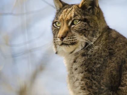 Рысь подошла близко к частным домам в Рубцовске и дала снять себя на видео