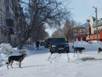 В продолжение темы о бездомных животных