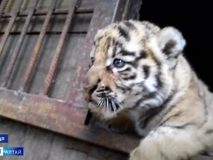 В барнаульском зоопарке можно узнать всё про талисман наступившего года