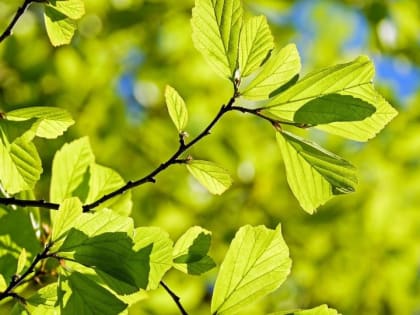 Синоптик прогнозирует в Сибири лето холоднее обычного