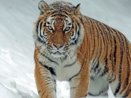 Астрологи рассказали, что обещает знакам зодиака китайский гороскоп в год Тигра