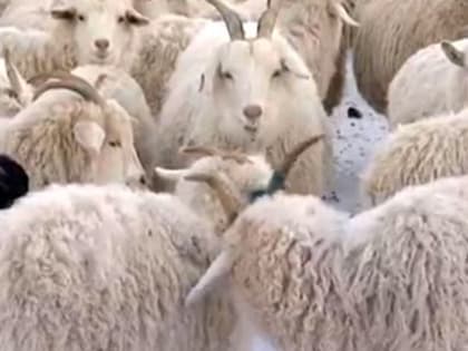 Суд разрешил проезд через садоводство к отрезанной от «мира» козьей ферме