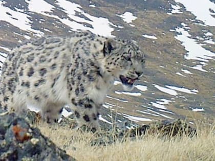 Минниханов обсудил с главой Алтая начало строительства центра «Снежный барс»