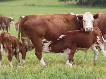 Выставка племенных сельхозживотных пройдет в рамках агрофорума «День сибирского поля-2023»