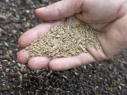 Семена газонов. Как не ошибиться с выбором