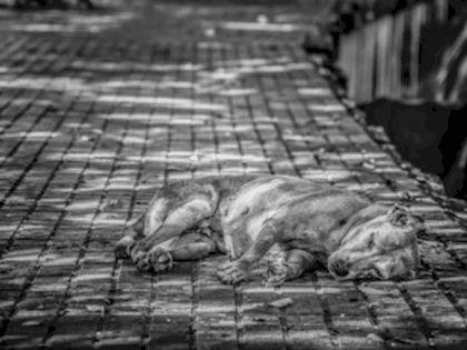 Бийчане боятся огромной стаи собак, которая разгуливает по городу