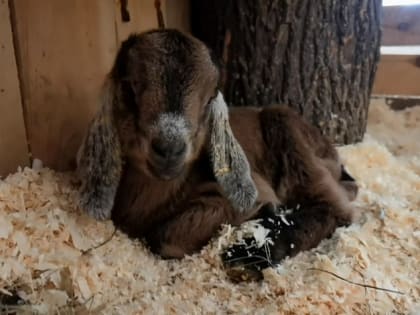 В барнаульском зоопарке впервые родились козлята африканской породы