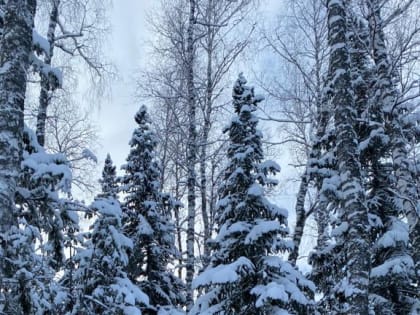 7 января по югу Алтайского края потеплеет и пойдёт мокрый снег