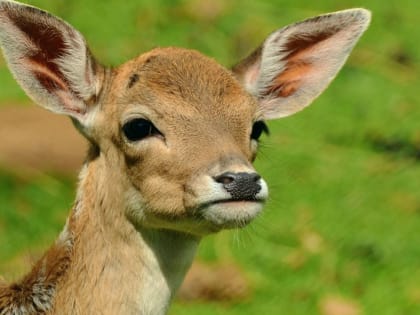 Косули, лоси и маралы. В Алтайском крае увеличилась численность копытных животных