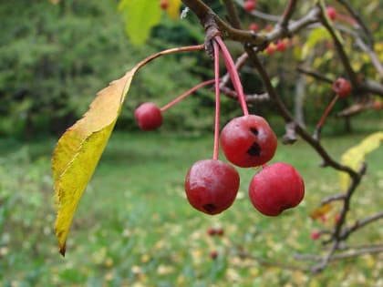 Местами дожди: о погоде в Алтайском крае 21 октября