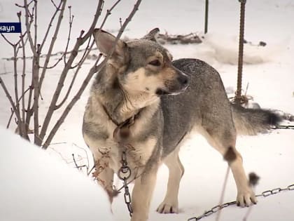 В Барнауле прокуратура требует ликвидировать стихийный собачий приют в посёлке Лесном