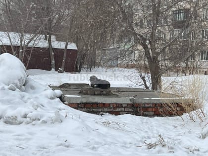 О содеражании безнадзорных животных